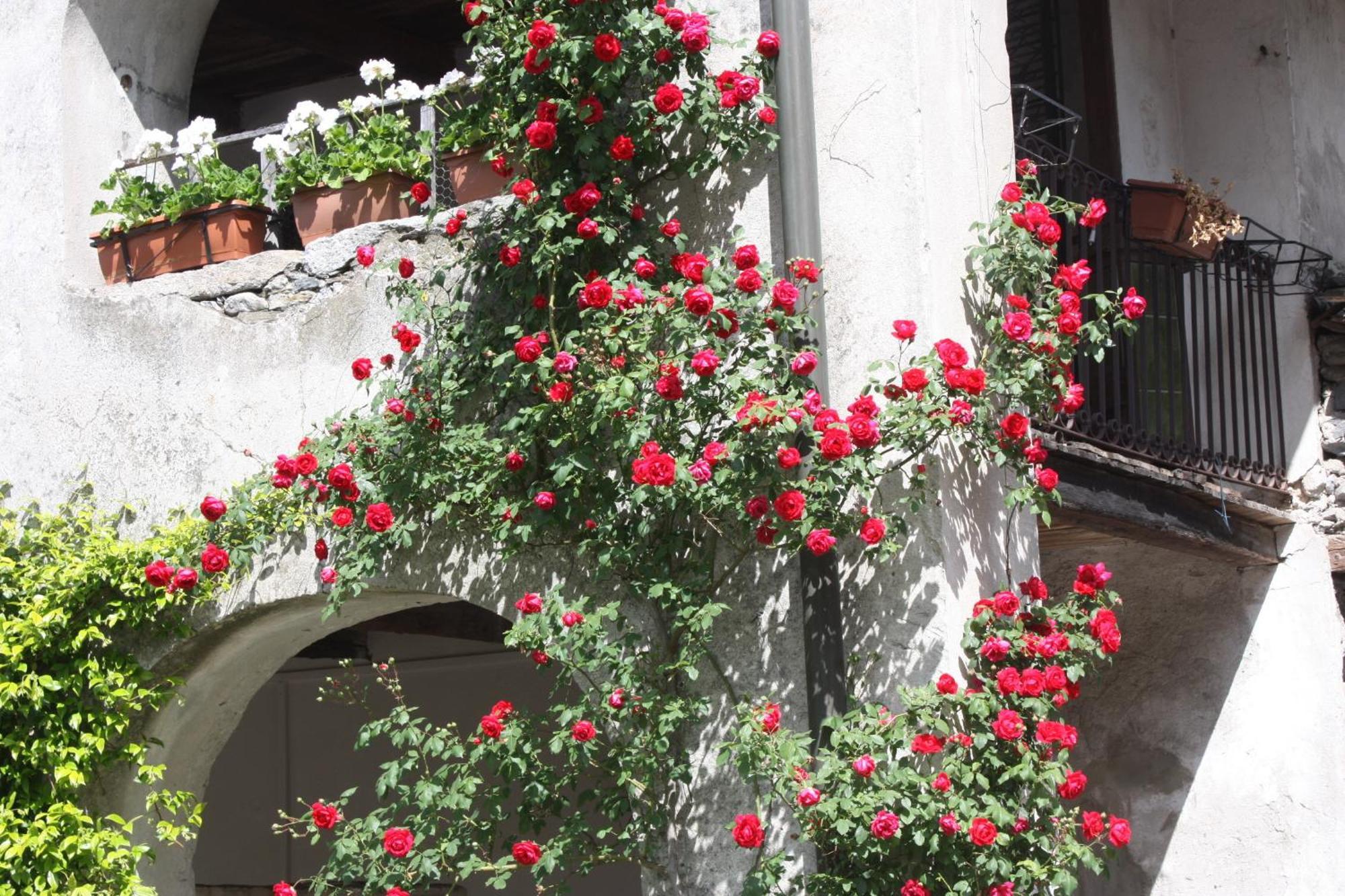Affittacamere Casa Archi Losone Exteriér fotografie